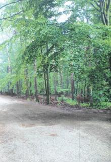Dzierżawa gruntu leśnego z przeznaczeniem na park linowy